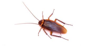 Pest Control  Exterminator