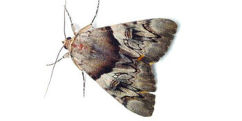 Pest Control  Exterminator